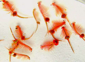 huaxiangscy-artemia cysts ornamentla fish food tubifex blo